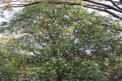 Hydnocarpus anthelminthicus